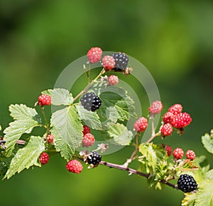 Wild Blackberries