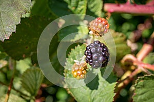 Wild blackberries growing on the vine