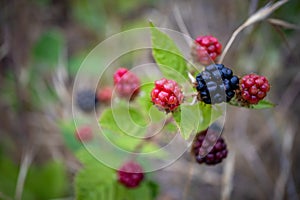 Wild blackberries growing on the vine