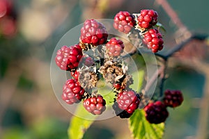 Wild Blackberries not yet ready for picking