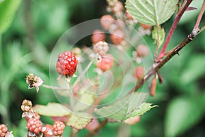 Wild Blackberries Not Yet Ripe