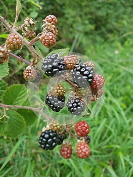 Wild blackberries