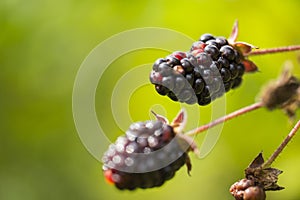 Wild Blackberries