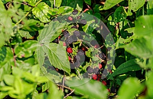 Wild Blackberries Ripe for Picking