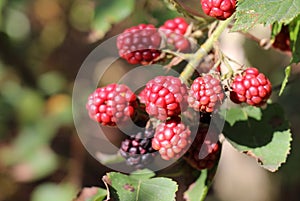 Wild Blackberries ripening during the fall