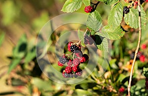 Wild Blackberries ripening in the sun