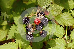 Wild Blackberries - Rubus fruticosus, a summer favourite.