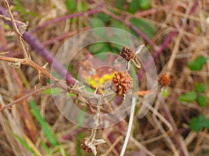 Wild Blackberries Rubus Gone to Seed