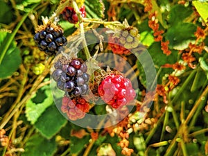 Wild blackberries in stages of ripening. Red and blackish. Berries on stems in nature. photo