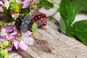 Wild Blackberries at Various Stages of Ripeness