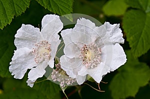 Wild Blackberry Blossoms