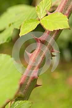 Wild blackberry branch.