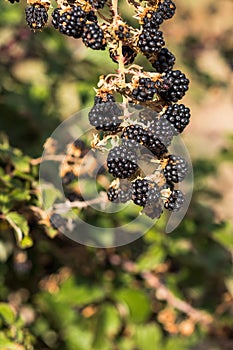 Wild blackberry on a branche in Siurana, Catalunya, Spain. Close-up. Vertical.