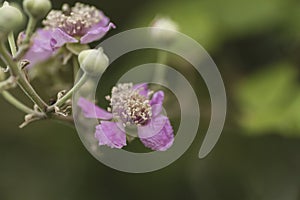 Wild blackberry flowers and buds photo
