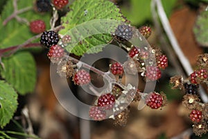 Wild Blackberry Plant Fruits and Leaves