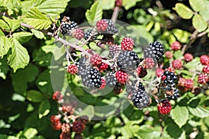 Wild blackberry, ripe and unripe fruits