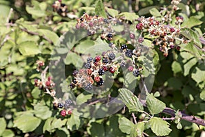 Wild blackberry Rubus fruticosus