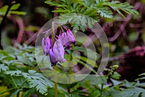 Wild Bleeding Heart