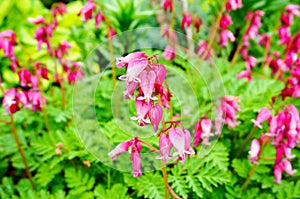 Wild bleeding-heart flower (Dicentra eximia)