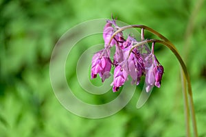 Wild Bleeding Heart with pink flowers blooming in the woodland