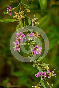 In the wild bloom a twig Lycium barbarum