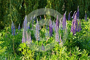 Wild blooming blue lupines