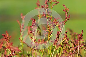 Wild blooming common Sorrel