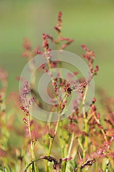 Wild blooming common Sorrel