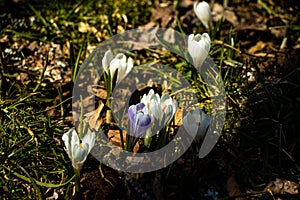 Wild blooming crocuses in springtime