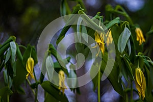 Wild Blooming Flowered Bellwort