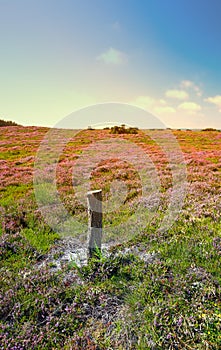 Wild blooming heather