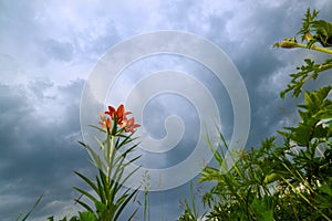 wild blooming orange lily flowers on beautiful blue Thunder Sky background. Closeup
