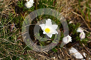 Pulsatilla scherfelii v kvete