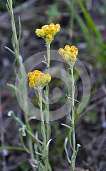 Selvaggio fiori paglia 