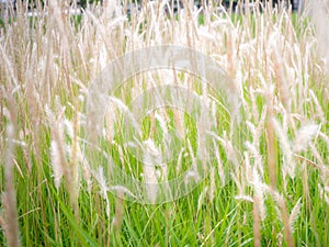 Wild blossoming grass in field meadow in nature