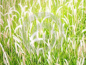 Wild blossoming grass in field meadow in nature