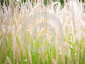 Wild blossoming grass in field meadow in nature