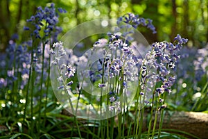 Wild Blubells flowers in woodland in Kent, England