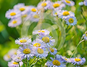 Wild blue asters