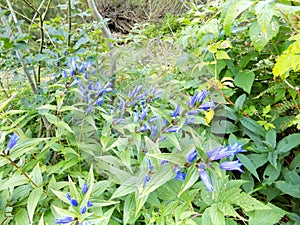 Wild blue bell flowers in the nature