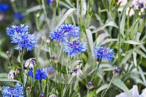 Wild blue Cornflower flowers on meadow. Wild pink flowers, honeybearing,ornamental and medicinal plant