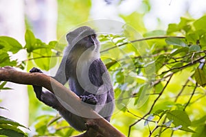 Wild blue or diademed monkey Cercopithecus mitis primate in a evergreen montane bamboo jungle habitat