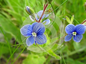 Wild blue flower in the grass on the meadow