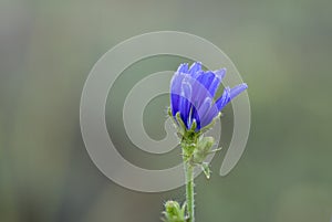 Wild blue flower, it grows in biotopes, meadows and woods. Flower named cichorium pumilum, wild endive, chicory. photo