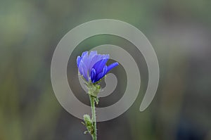 Wild blue flower, it grows in biotopes, meadows and woods. Flower named cichorium pumilum, wild endive, chicory. photo