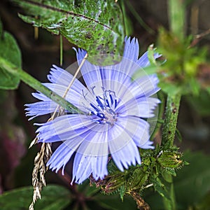 Wild  Blue flower of wild chicory in a field