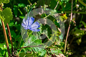 A wild blue Geraniaceae shining in the autumn