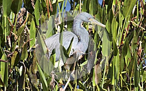 Wild Blue Heron