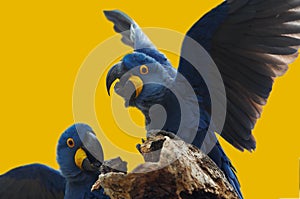 Wild blue hyacinth macaw