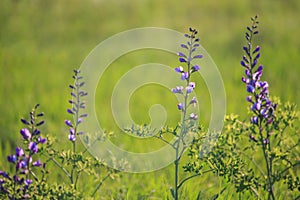 Wild blue indigo wildflower photo